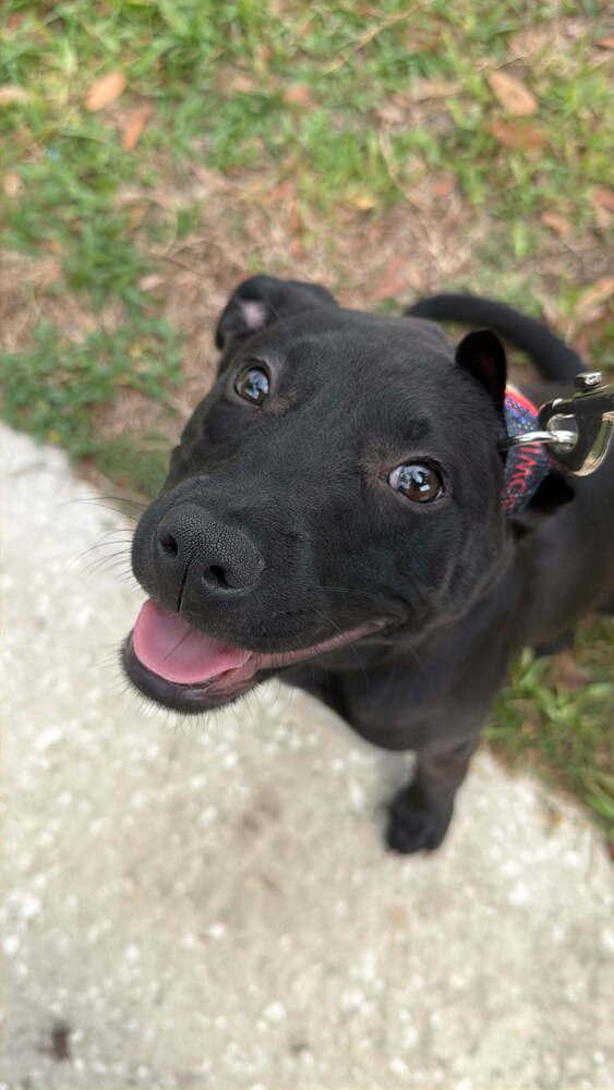 Enlarge Wednesday Addams, a Adoptable mixed breed in Winter Garden, FL image 2/4