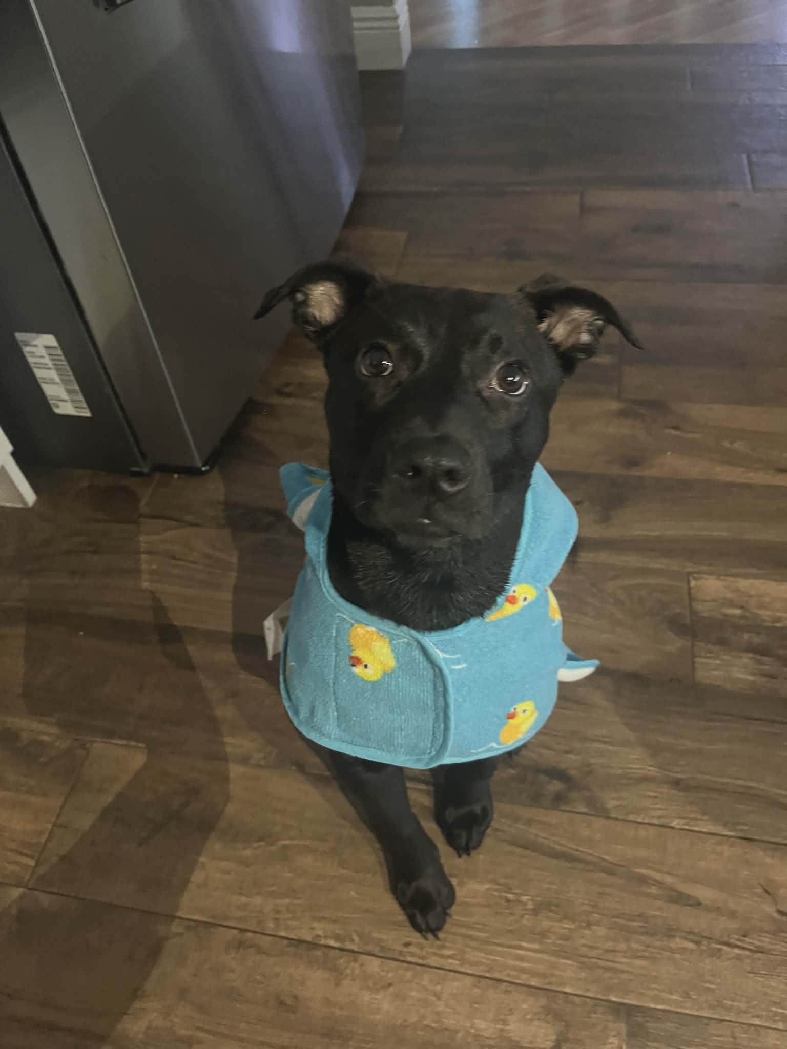 Enlarge Wednesday Addams, a Adoptable mixed breed in Winter Garden, FL image 3/4