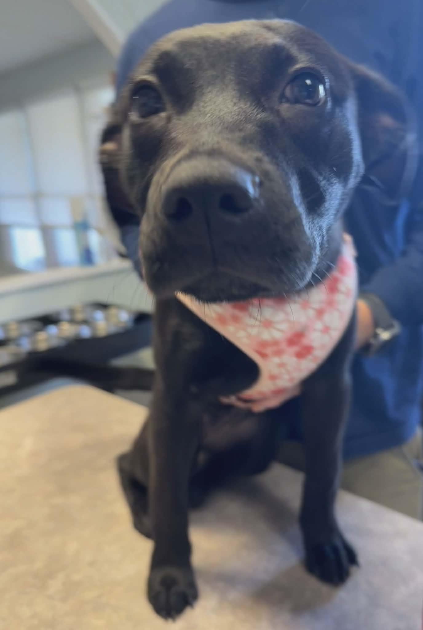 Enlarge Wednesday Addams, a Adoptable mixed breed in Winter Garden, FL image 4/4