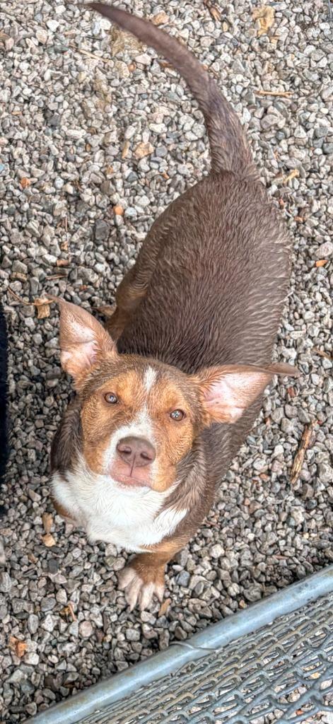 Butch, Adoptable, Puppy Male Pit Bull Terrier.
