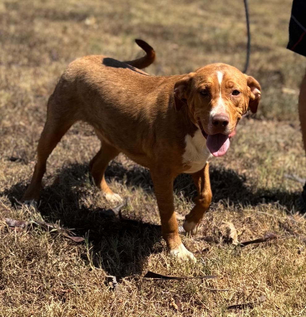 Butch, Adoptable, Puppy Male Pit Bull Terrier.