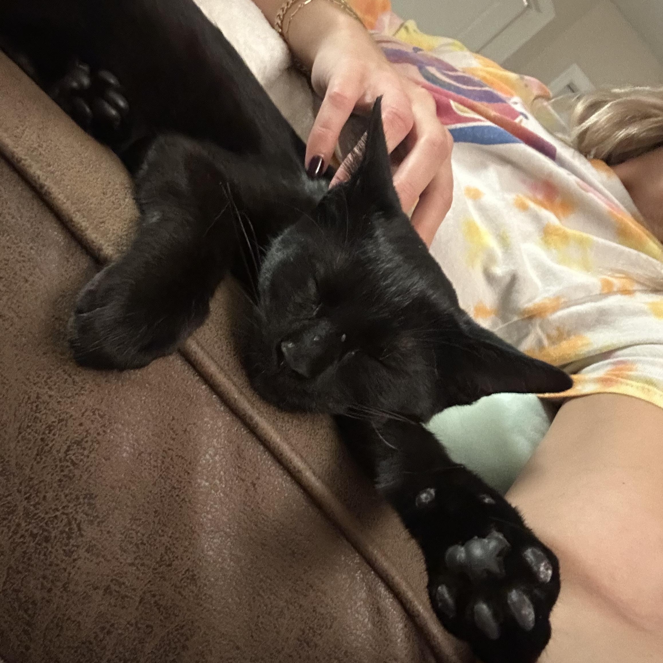 Enlarge Chica, a Adopted Domestic Short Hair in Tallahassee, FL image 2/3