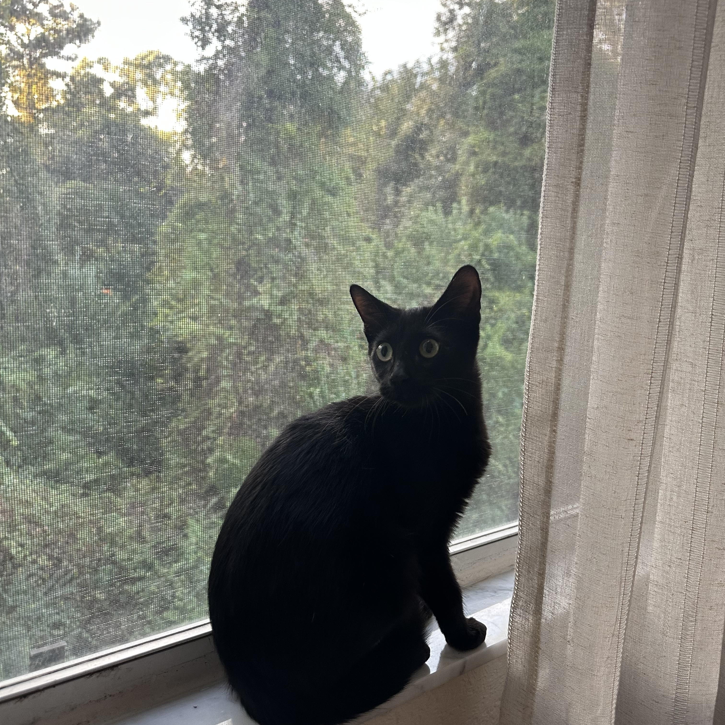 Chica, Adopted, Kitten Female Domestic Short Hair.