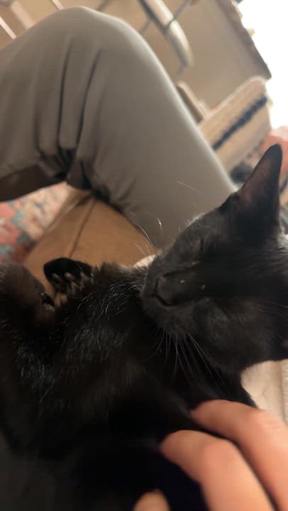 Enlarge Chica, a Adopted Domestic Short Hair in Tallahassee, FL video 3/3