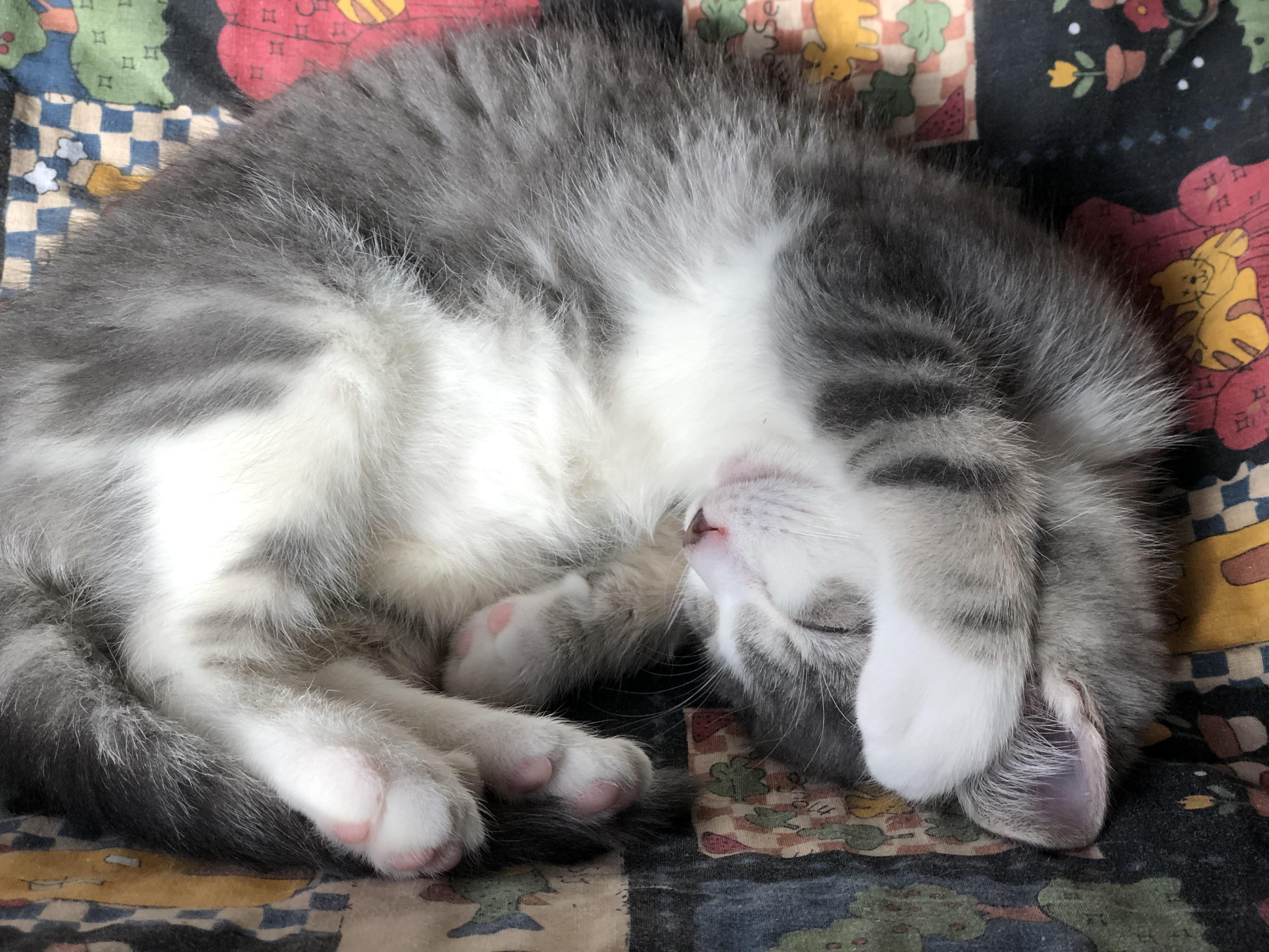 Enlarge Arnold, an adopted Domestic Short Hair in Warren, OH image 1/2