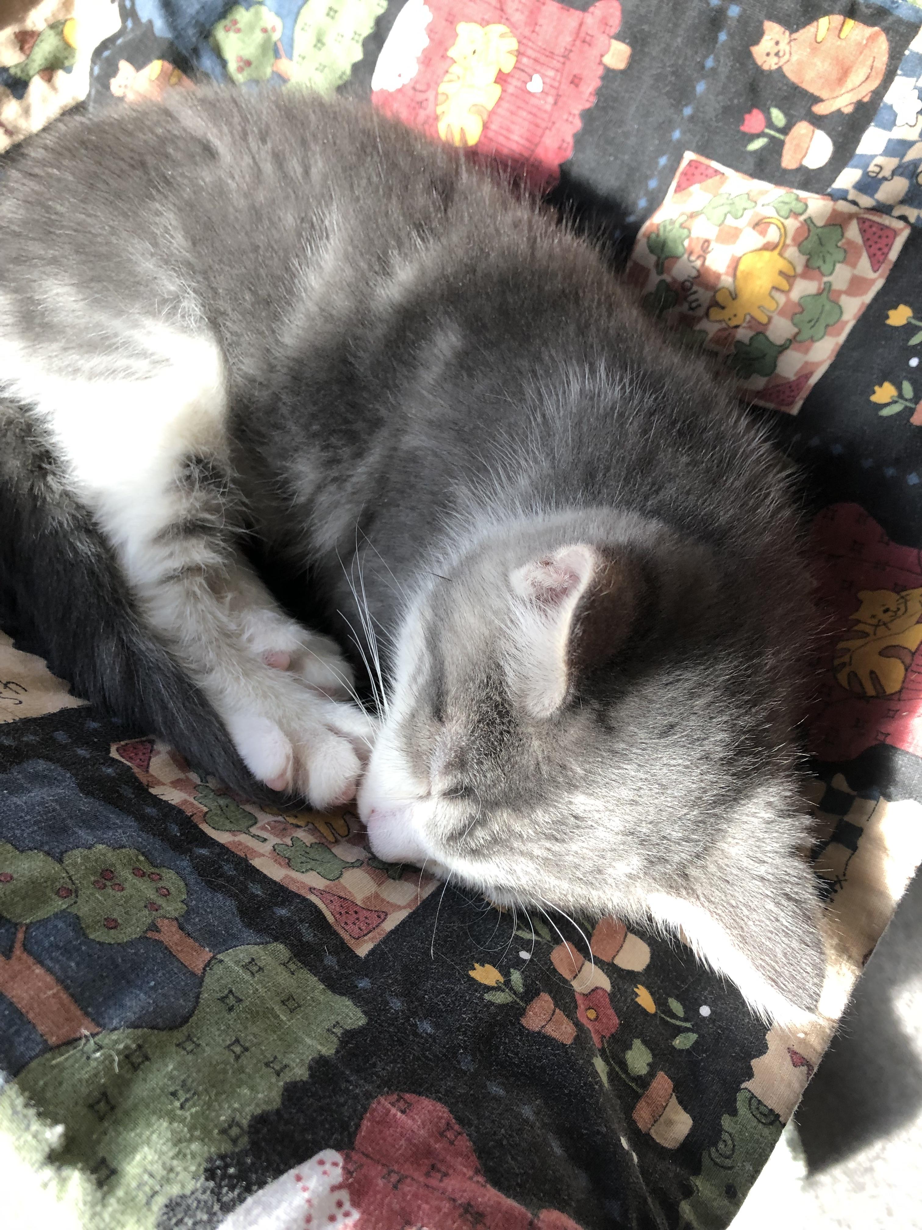 Enlarge Arnold, an adopted Domestic Short Hair in Warren, OH image 2/2