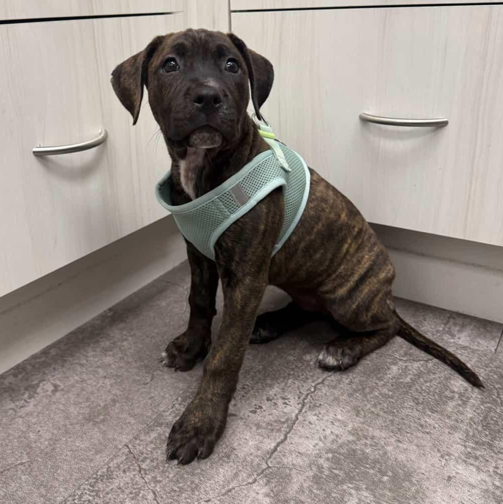 Enlarge Kiwi, a Adoptable mixed breed in Rock Hill, SC image 3/6