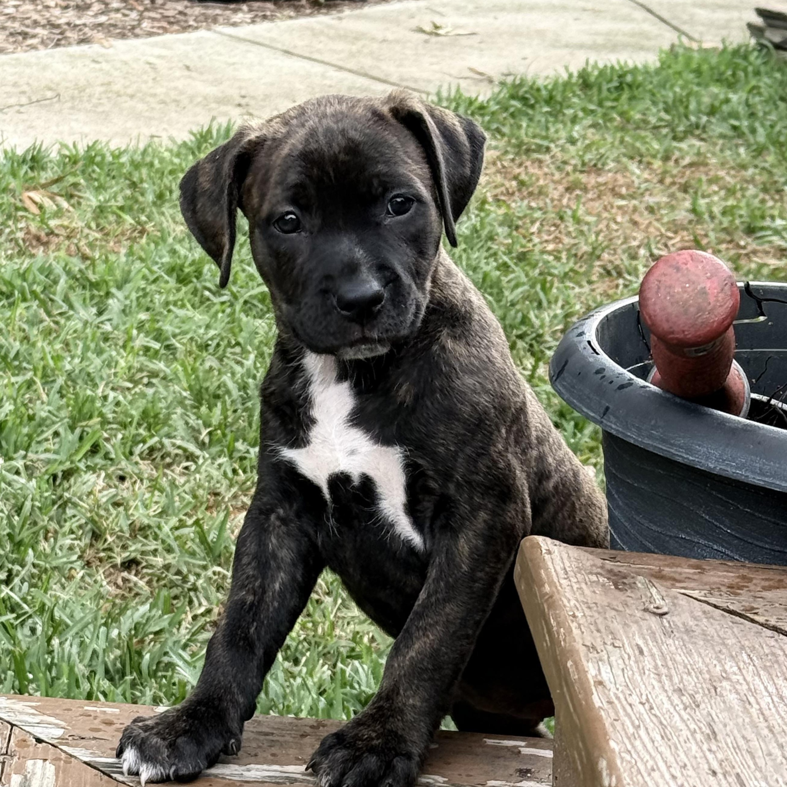 Enlarge Kiwi, a Adoptable mixed breed in Rock Hill, SC image 5/6