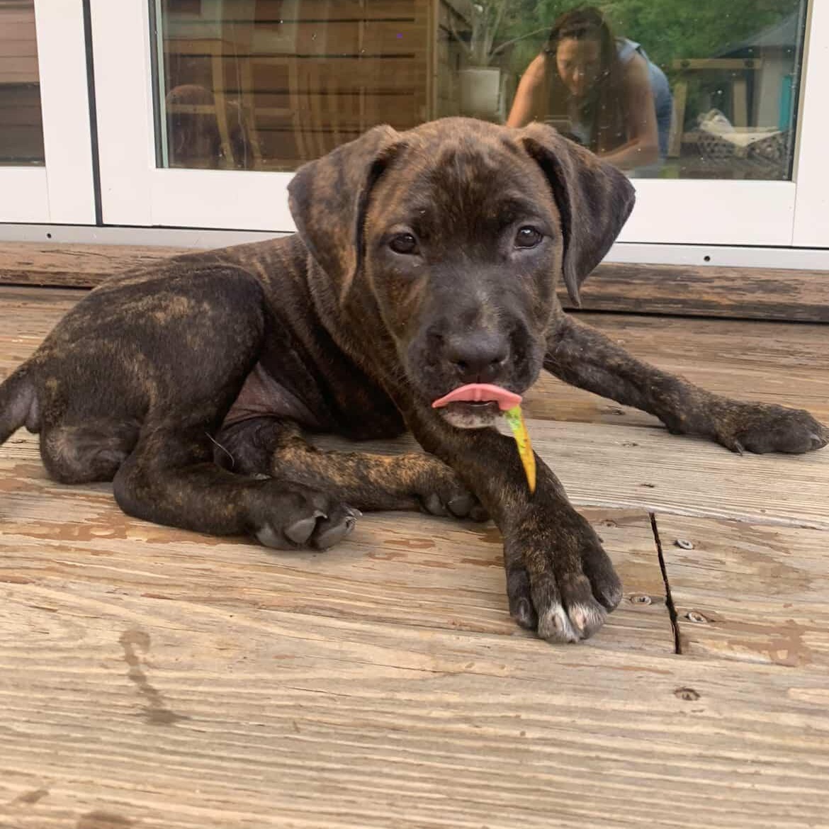 Enlarge Kiwi, a Adoptable mixed breed in Rock Hill, SC image 6/6