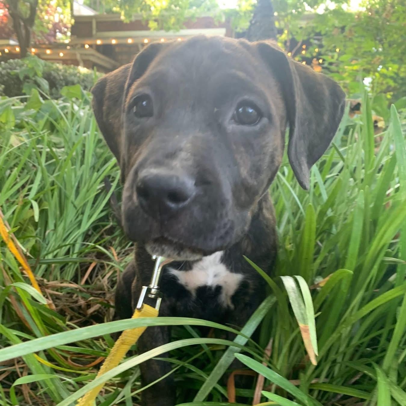 Kiwi, Adoptable, Puppy Female Shepherd & Pit Bull Terrier.