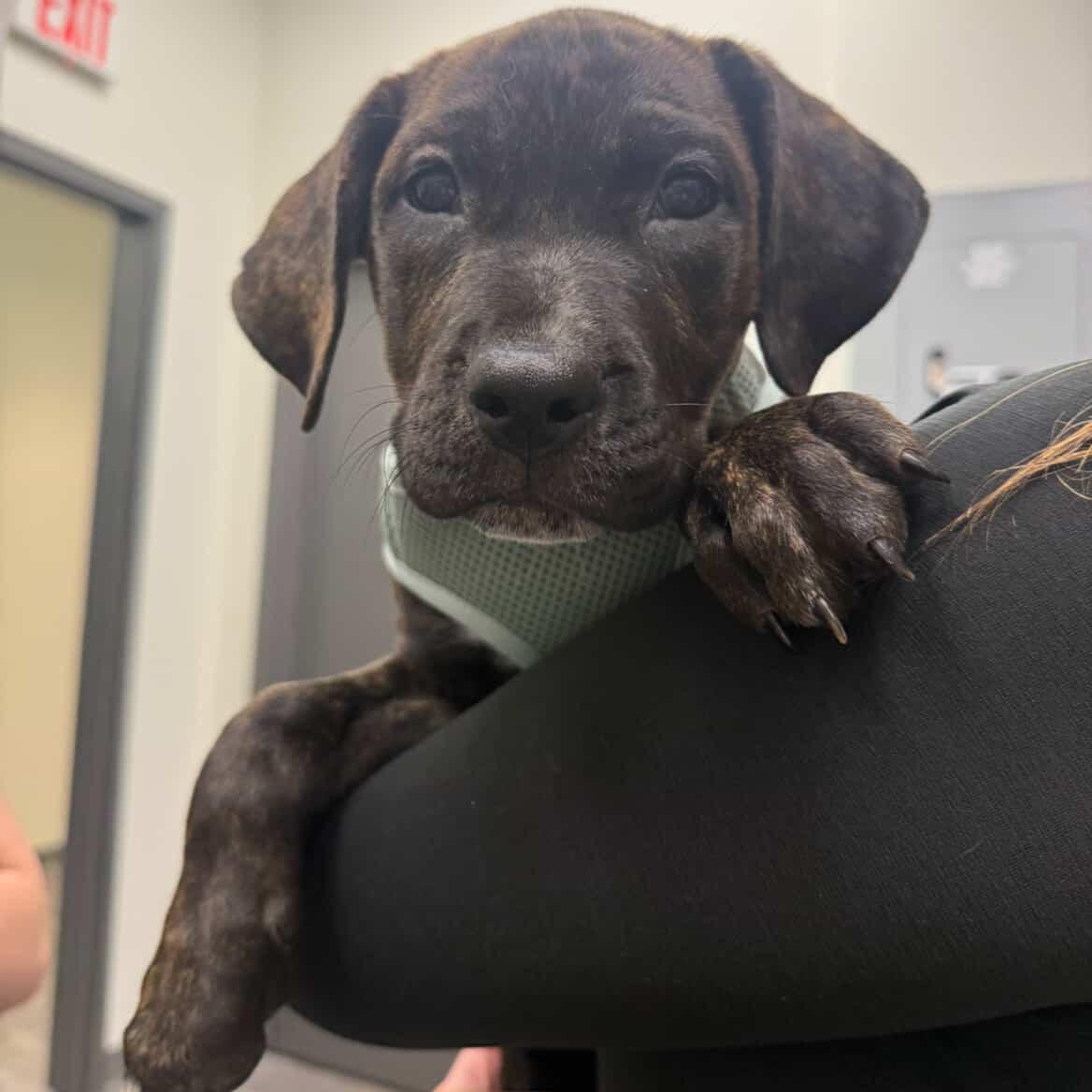 Enlarge Kiwi, a Adoptable mixed breed in Rock Hill, SC image 2/6