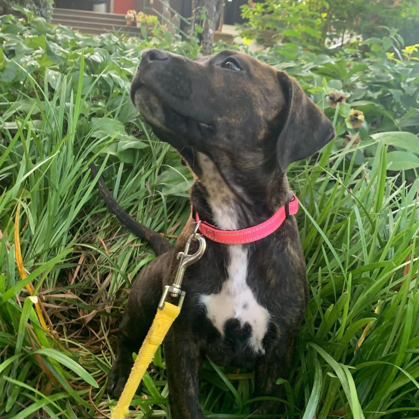 Enlarge Kiwi, a Adoptable mixed breed in Rock Hill, SC image 4/6