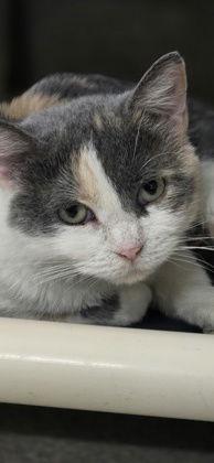 Enlarge Nova, a Adoptable Domestic Short Hair in Oskaloosa, IA image 1/1