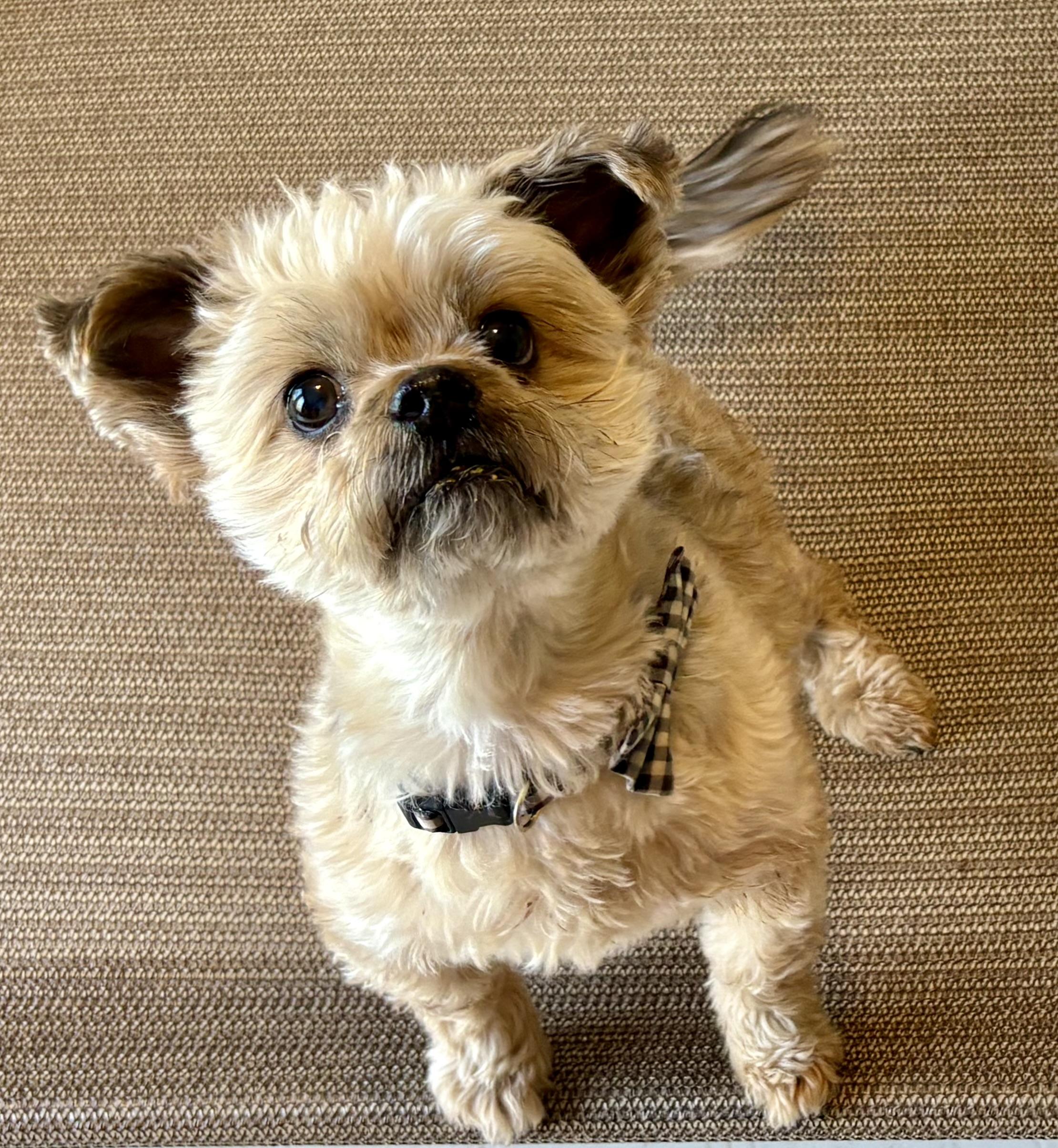 Bruno photo 1