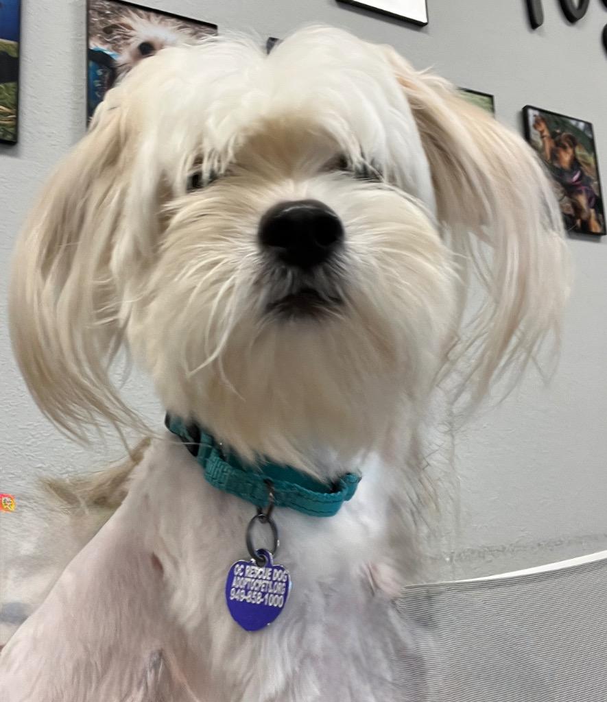 Enlarge Simon the Maltese, a Adoptable Maltese in Lake Forest, CA image 1/1