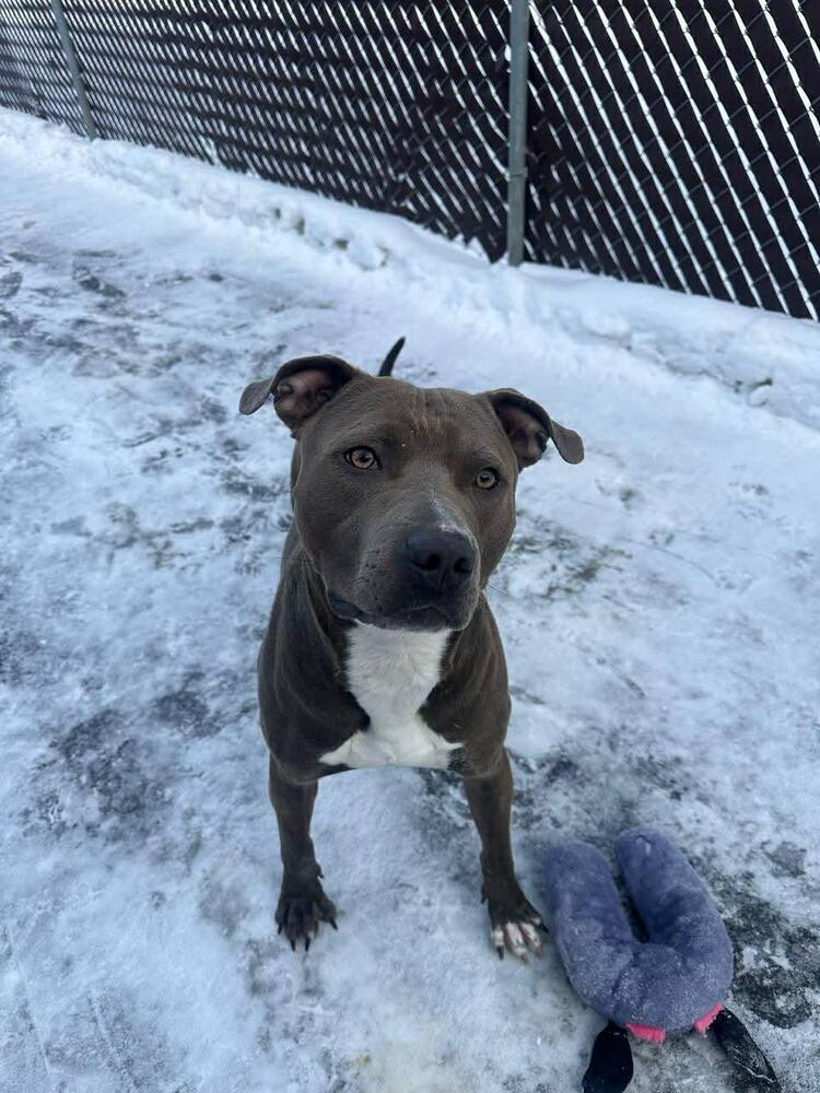 Enlarge Ranger, a Adoptable mixed breed in Calgary, AB image 1/6