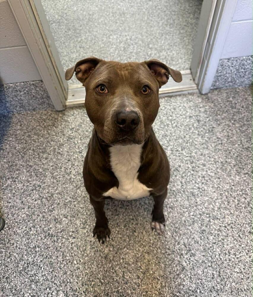 Enlarge Ranger, a Adoptable mixed breed in Calgary, AB image 2/6