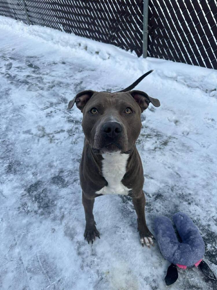 Enlarge Ranger, a Adoptable mixed breed in Calgary, AB image 3/6