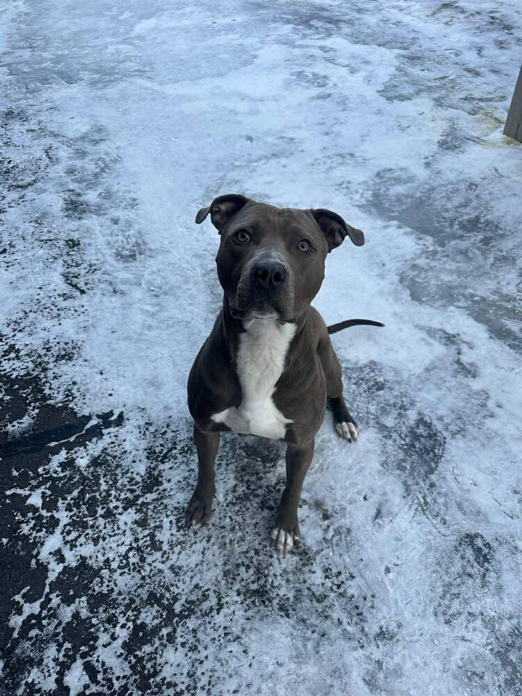 Enlarge Ranger, a Adoptable mixed breed in Calgary, AB image 4/6