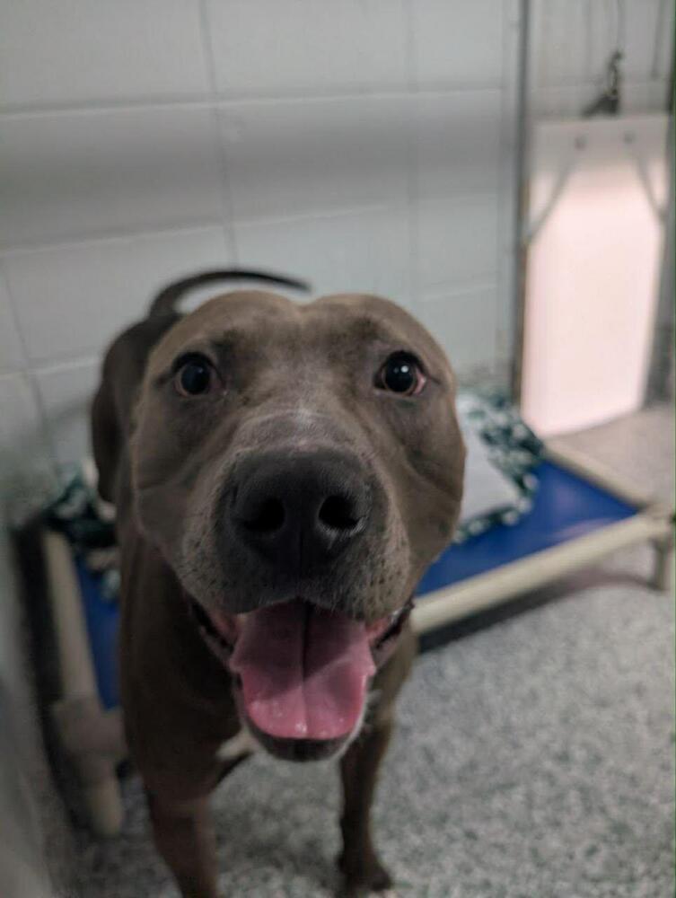 Enlarge Ranger, a Adoptable mixed breed in Calgary, AB image 5/6