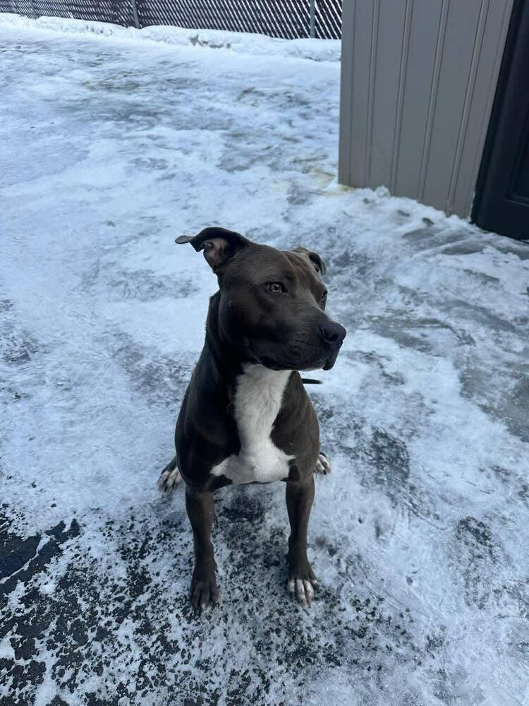 Enlarge Ranger, a Adoptable mixed breed in Calgary, AB image 6/6