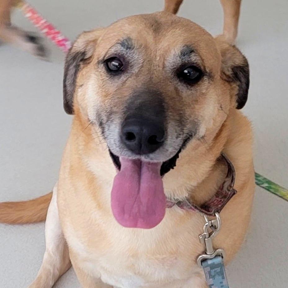 Enlarge Olive, a Adoptable mixed breed in Warwick, RI image 1/3