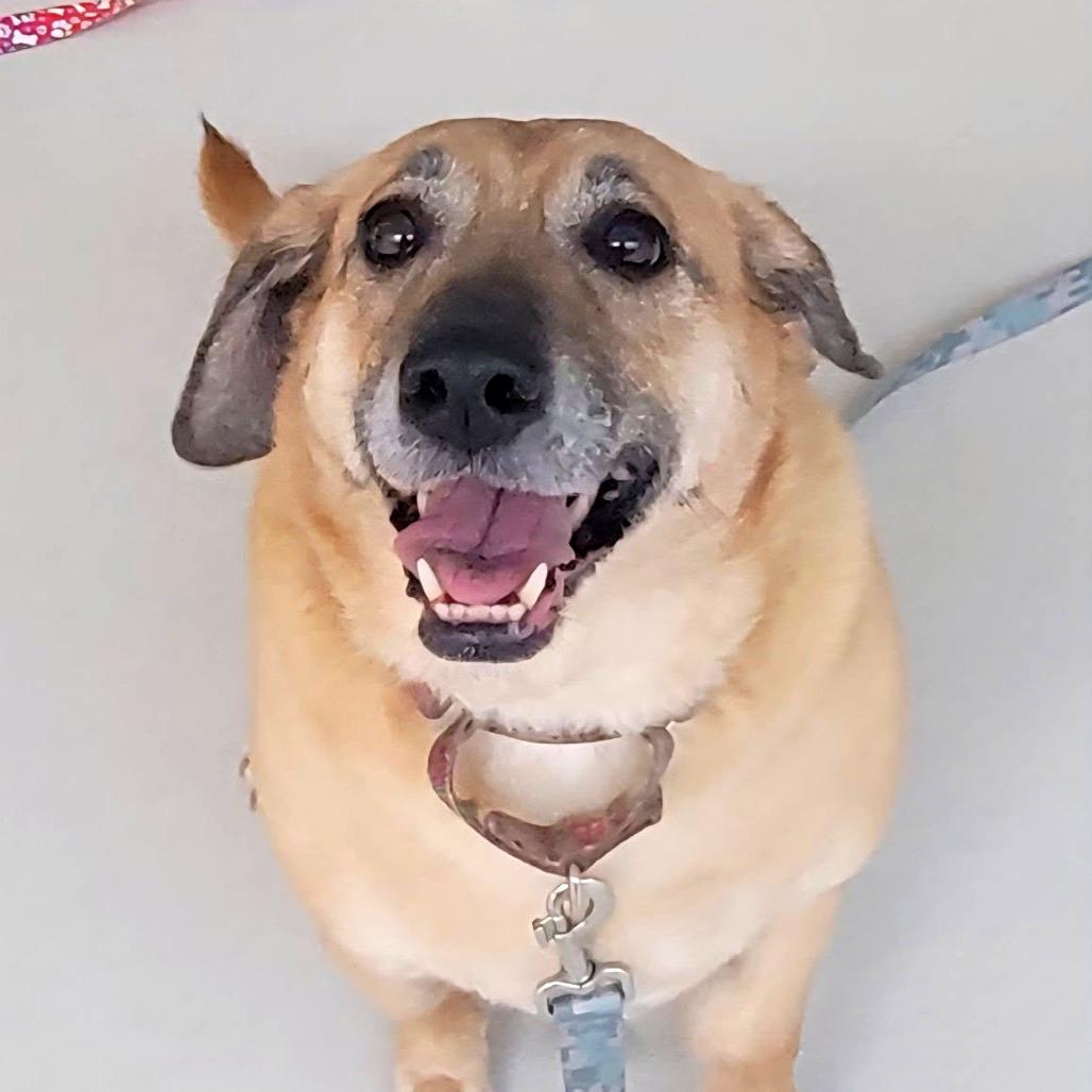 Enlarge Olive, a Adoptable mixed breed in Warwick, RI image 2/3