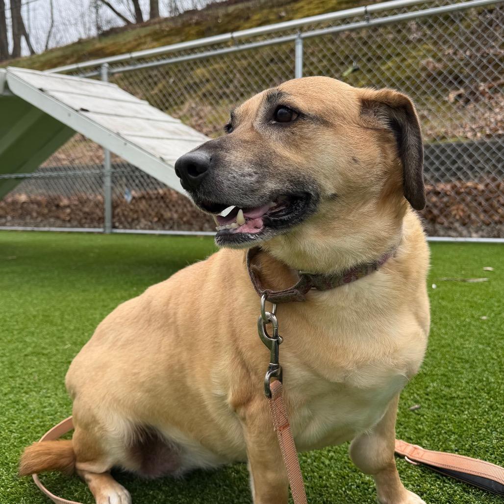 Enlarge Olive, a Adoptable mixed breed in Warwick, RI image 3/3