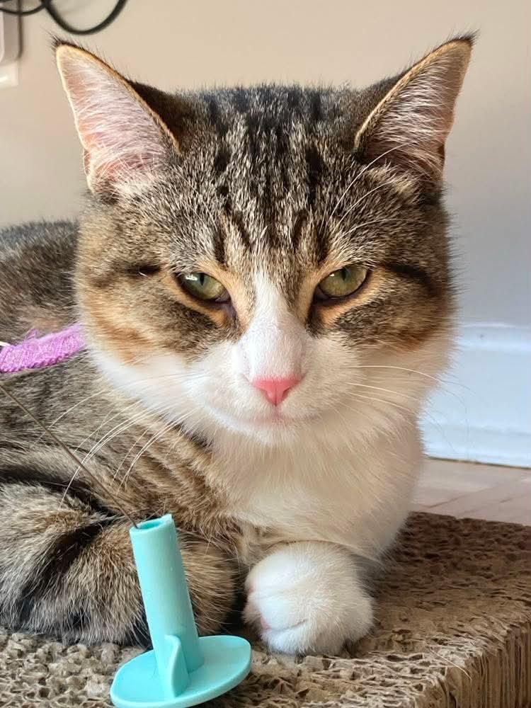Enlarge Aperole, a Adoptable Domestic Short Hair in Terrebonne, QC image 1/6