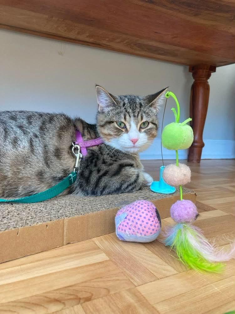 Enlarge Aperole, a Adoptable Domestic Short Hair in Terrebonne, QC image 6/6