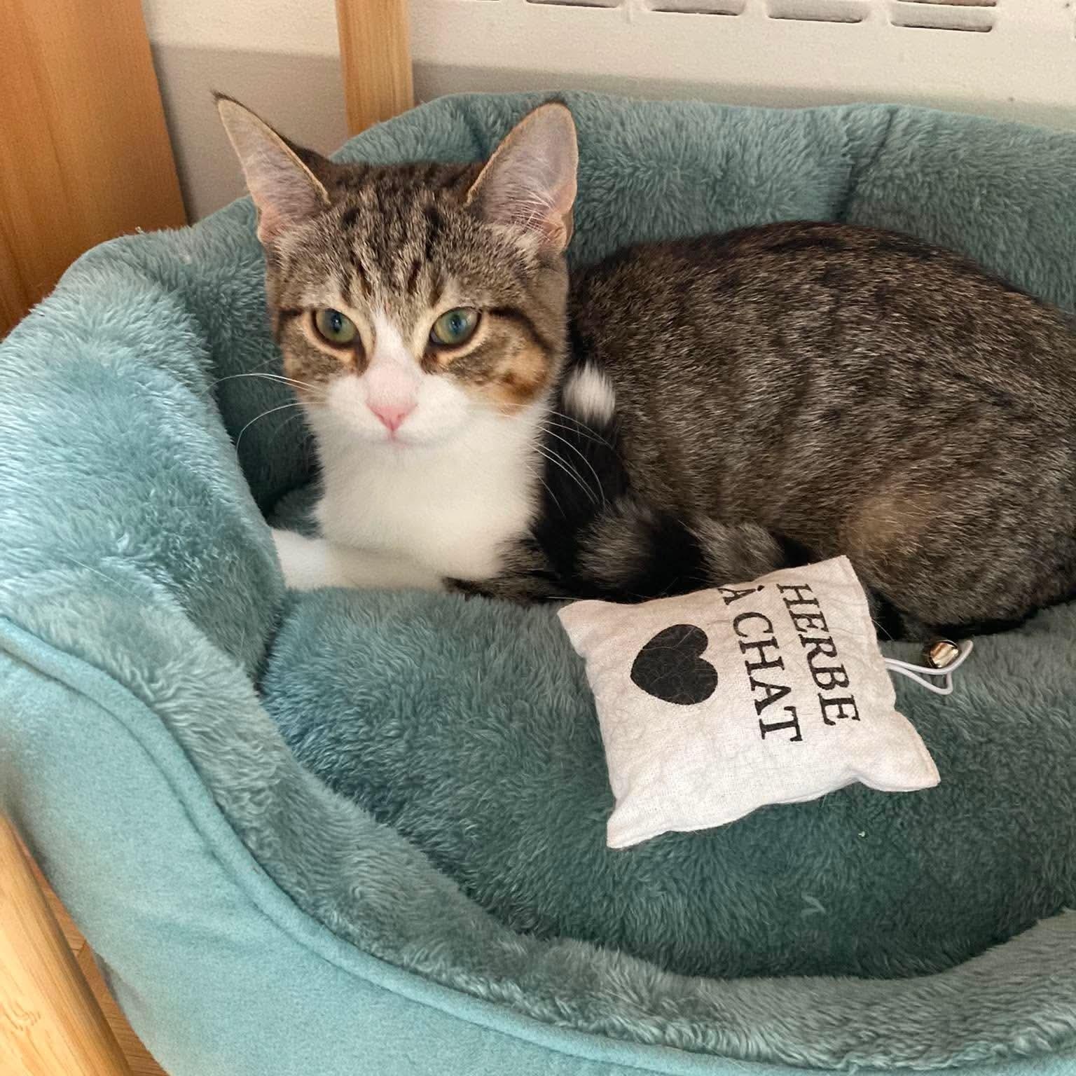Enlarge Aperole, a Adoptable Domestic Short Hair in Terrebonne, QC image 3/6