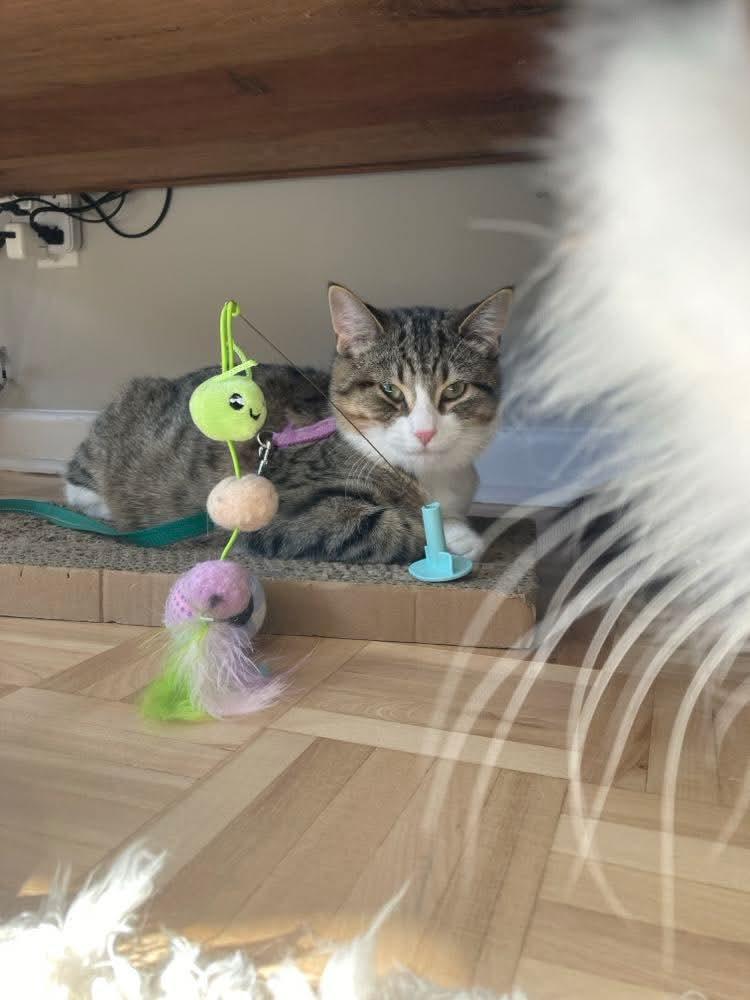 Enlarge Aperole, a Adoptable Domestic Short Hair in Terrebonne, QC image 5/6