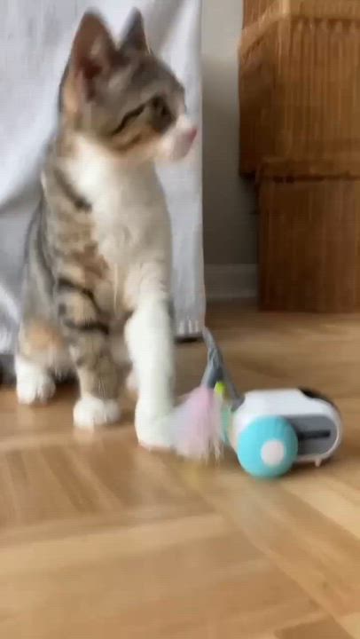 Enlarge Aperole, a Adoptable Domestic Short Hair in Terrebonne, QC video 2/6