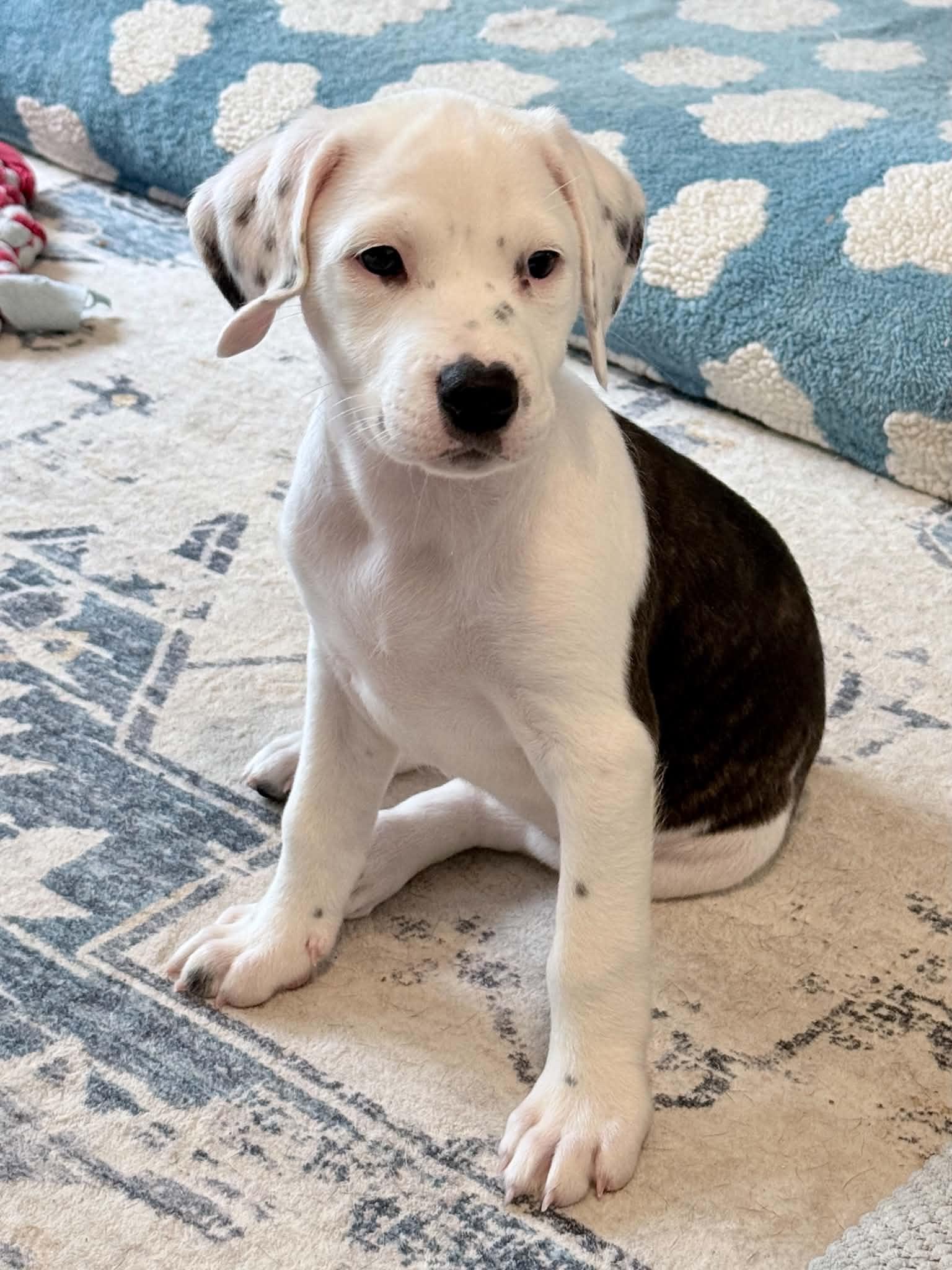 Kenya, an adopted mixed breed in Columbia, MO image 5/5