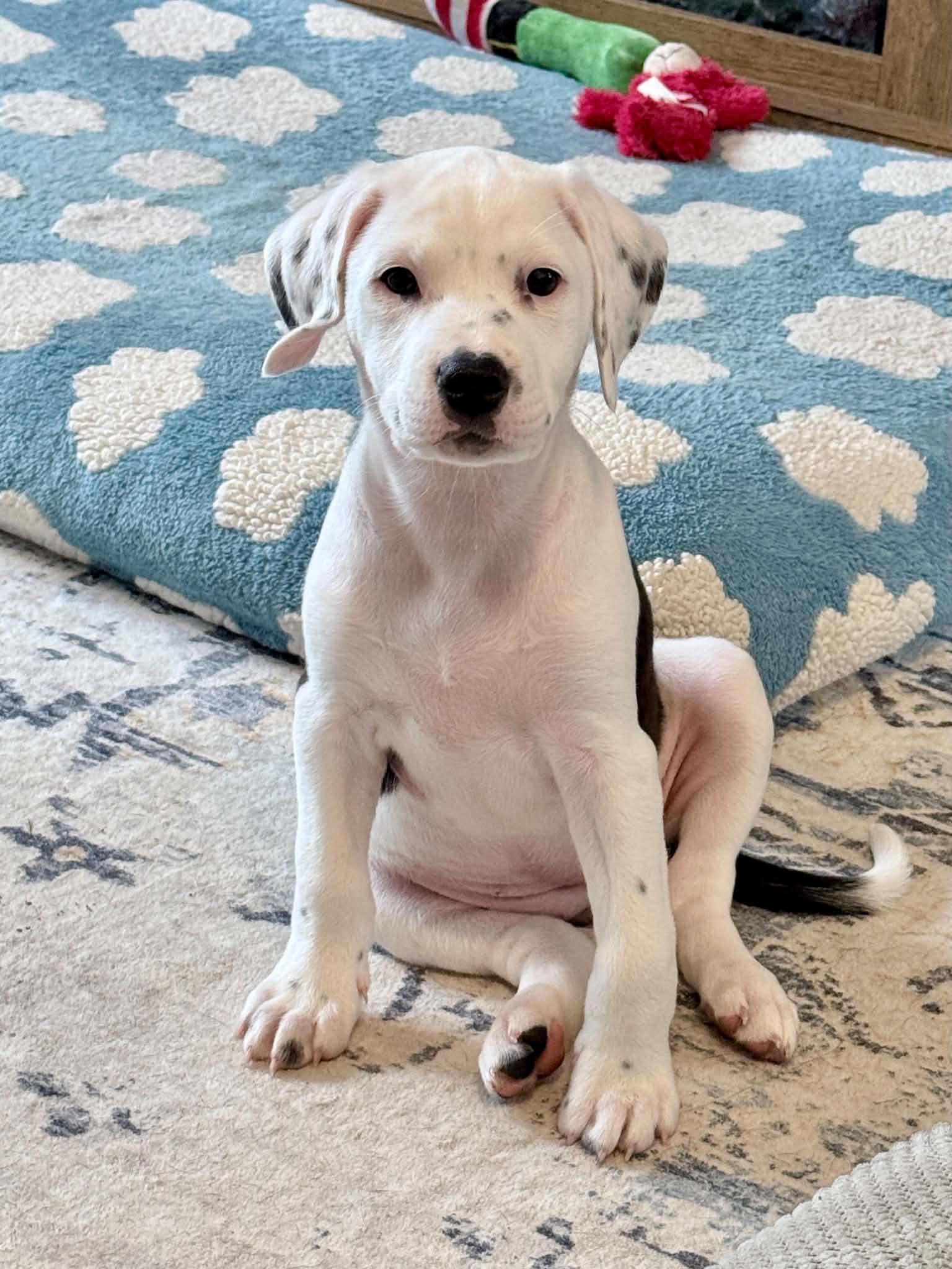 Kenya, adopted, Puppy Female Pit Bull Terrier & Beagle.