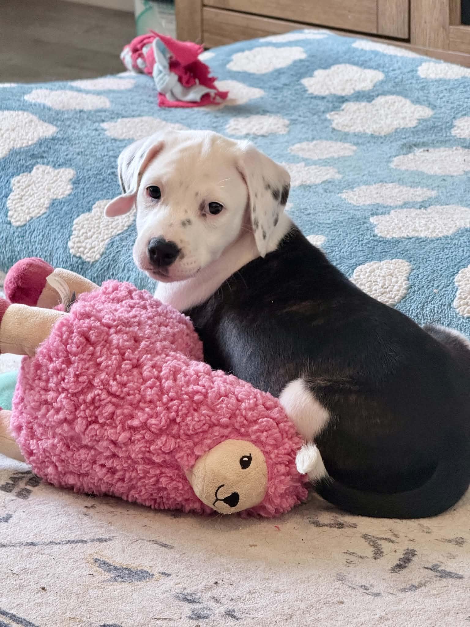 Kenya, an adopted mixed breed in Columbia, MO image 3/5