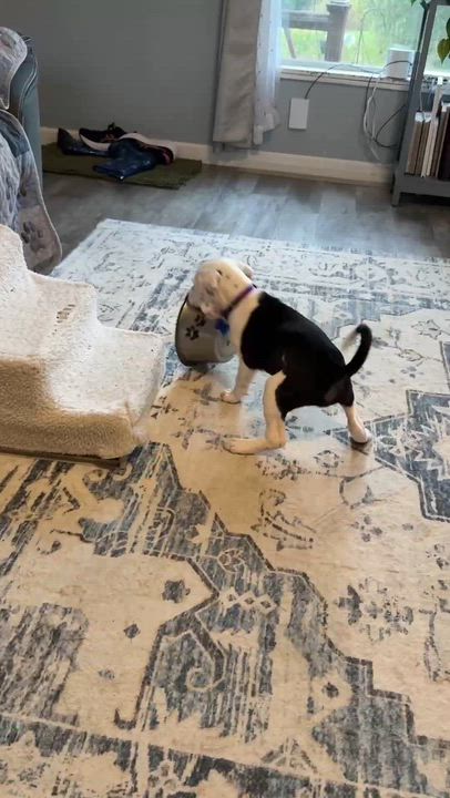 Enlarge Kenya, an adopted mixed breed in Columbia, MO video 4/5