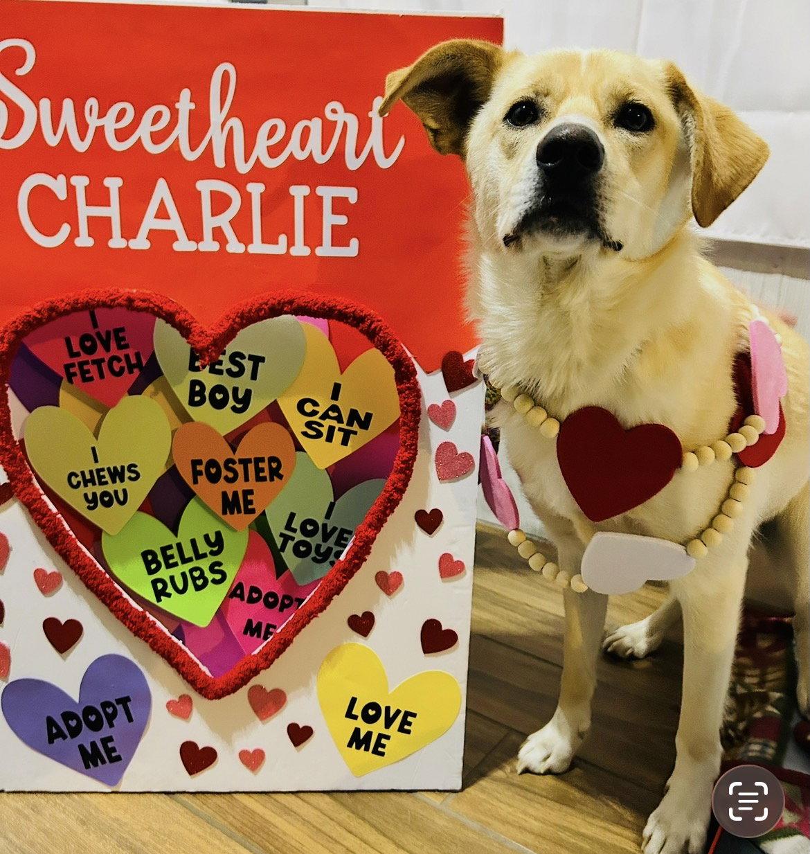 Enlarge Charlie the man the legend, a Adopted Labrador Retriever in Elizabethtown, PA image 1/3