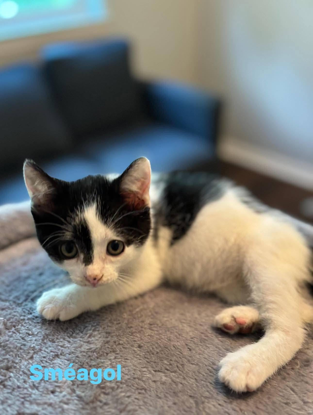 smeagol, Adoptable, Kitten Male Domestic Short Hair.