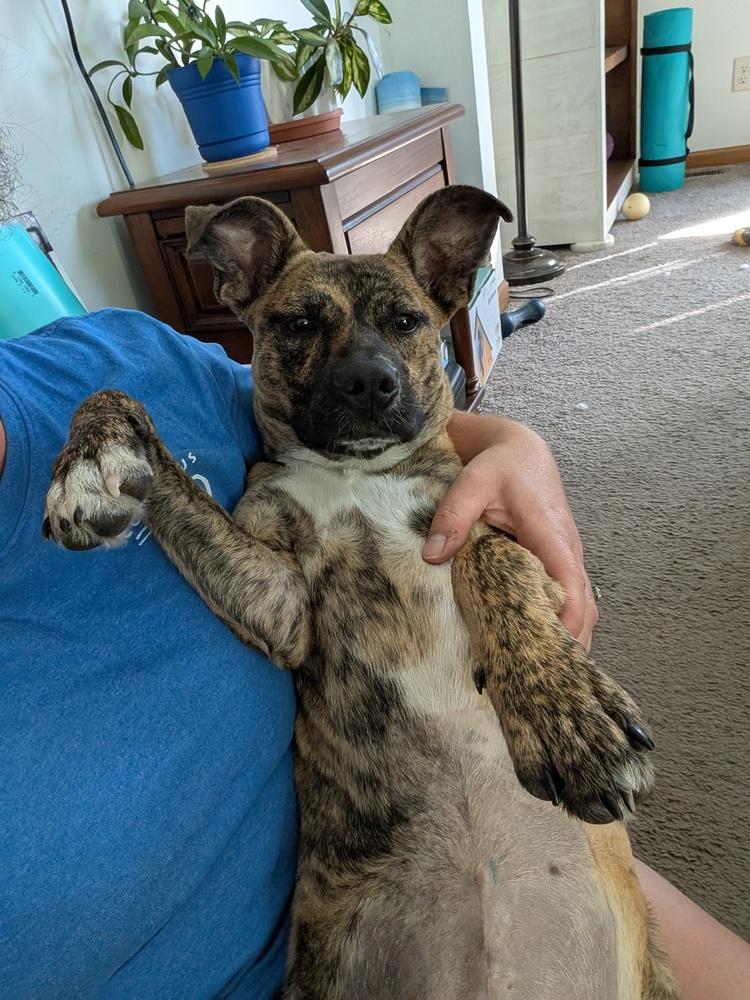 Noli, Adoptable, Young Female Mountain Cur.