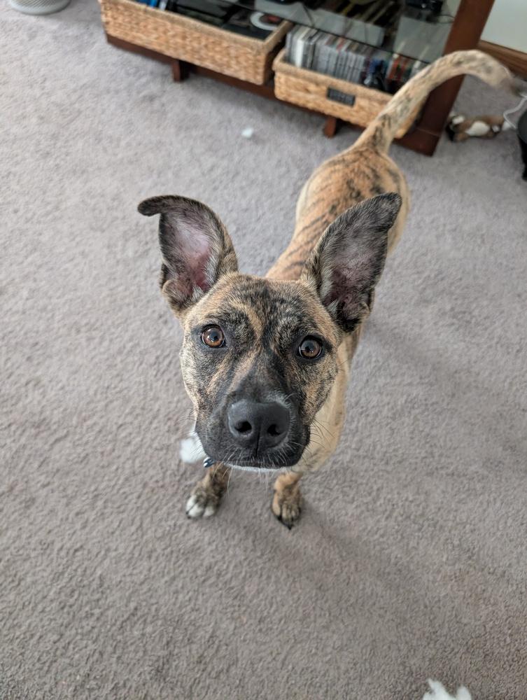 Enlarge Noli, a Adoptable Mountain Cur in New Albany, OH image 2/5