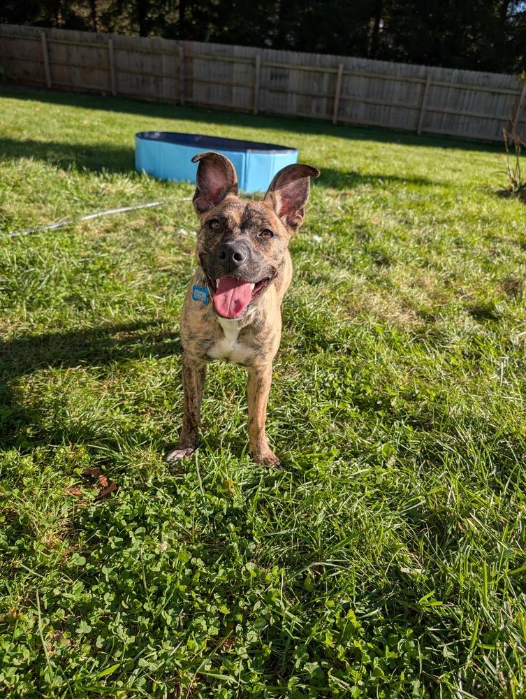 Enlarge Noli, a Adoptable Mountain Cur in New Albany, OH image 3/5