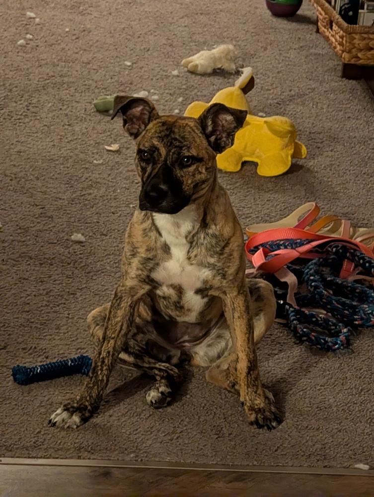 Enlarge Noli, a Adoptable Mountain Cur in New Albany, OH image 4/5