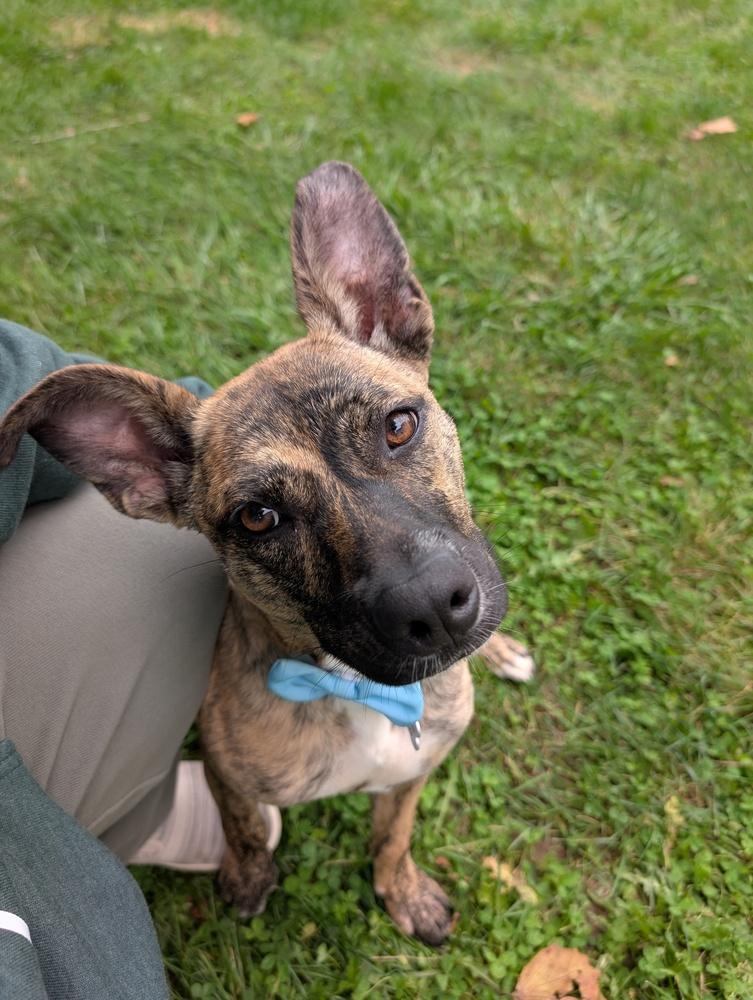 Enlarge Noli, a Adoptable Mountain Cur in New Albany, OH image 5/5