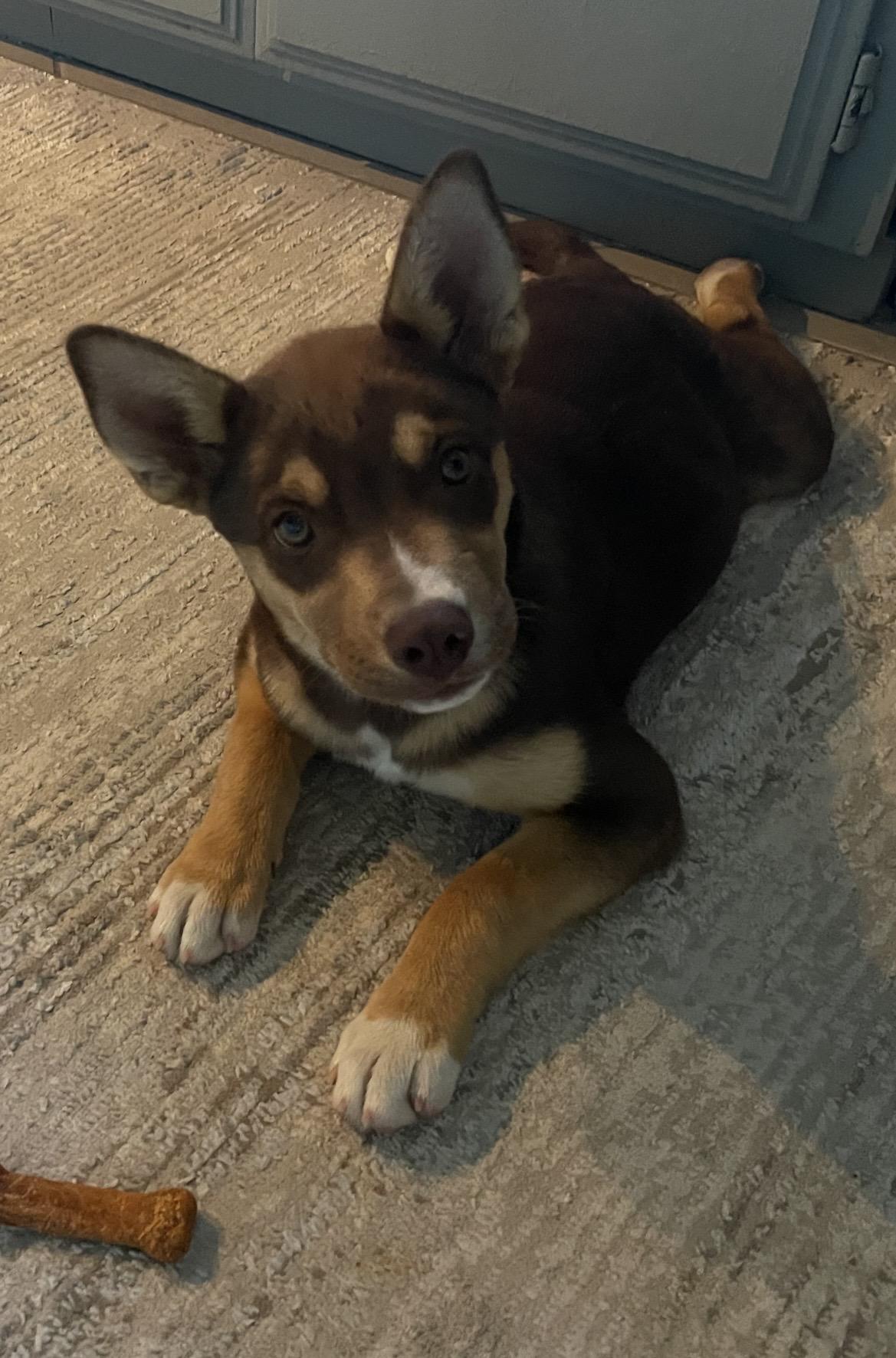 Enlarge Hazel, a Adoptable mixed breed in Palm desert, CA image 1/2