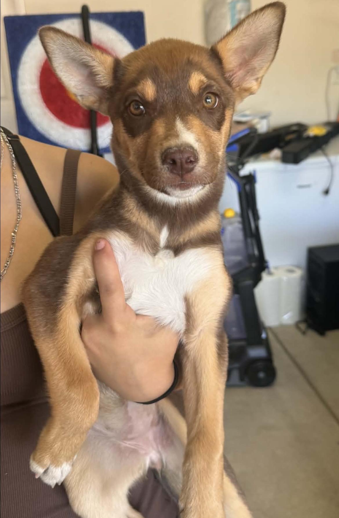 Enlarge Hazel, a Adoptable mixed breed in Palm desert, CA image 2/2