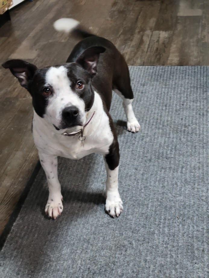 Enlarge OREO 432-25, a ADOPTABLE mixed breed in Cambridge, OH image 1/4