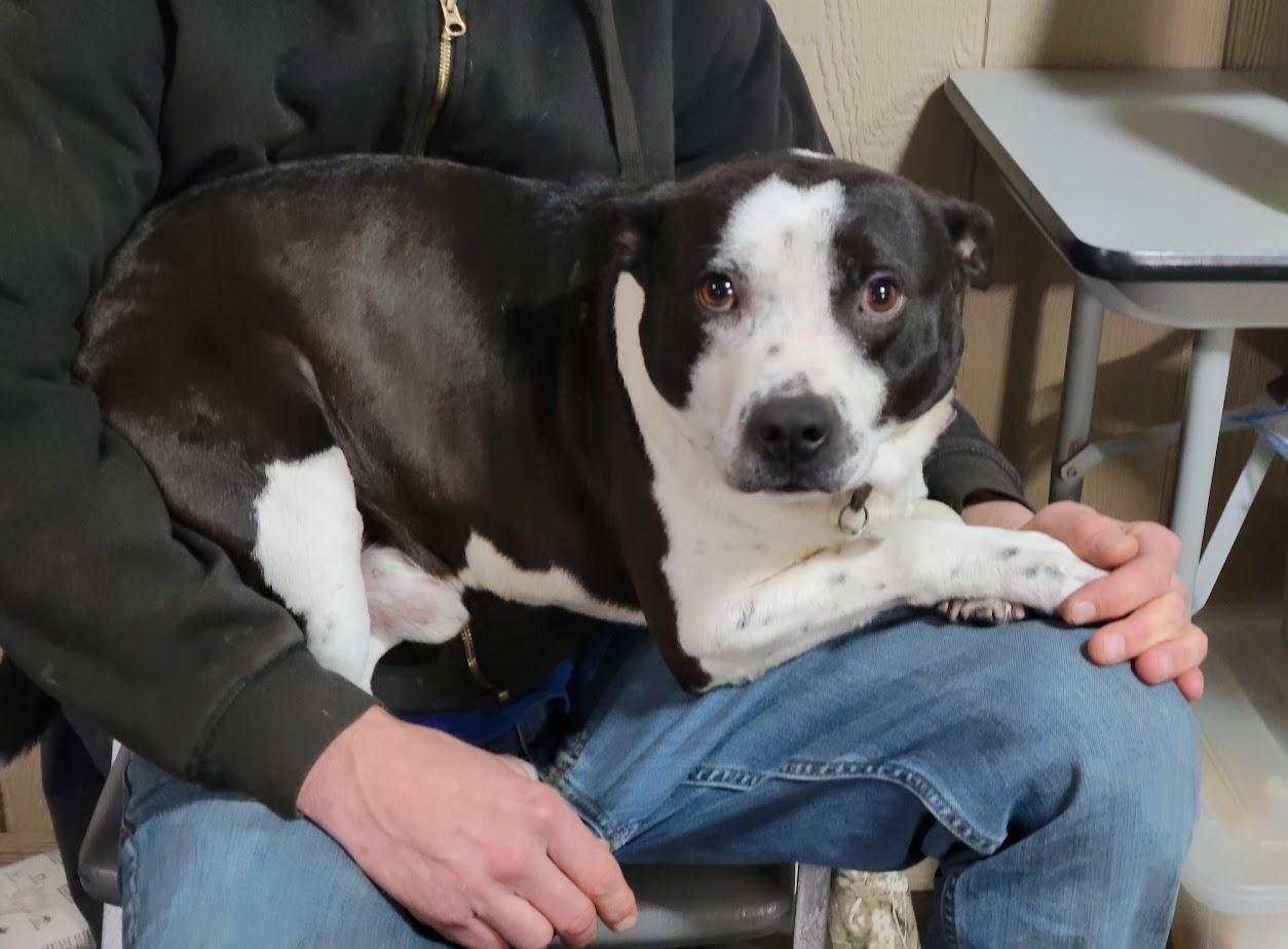 Enlarge OREO 432-25, a ADOPTABLE mixed breed in Cambridge, OH image 3/4