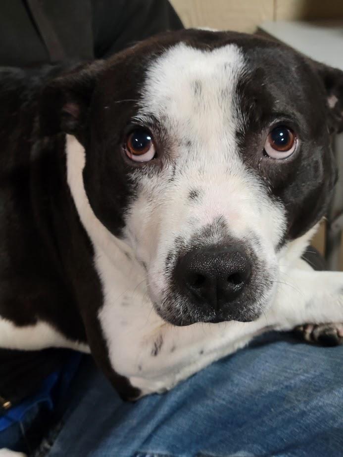 Enlarge OREO 432-25, a ADOPTABLE mixed breed in Cambridge, OH image 4/4