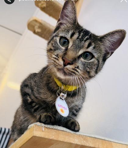 Enlarge September (Pounce Cat Cafe), a Adoptable mixed breed in Savannah, GA image 2/2
